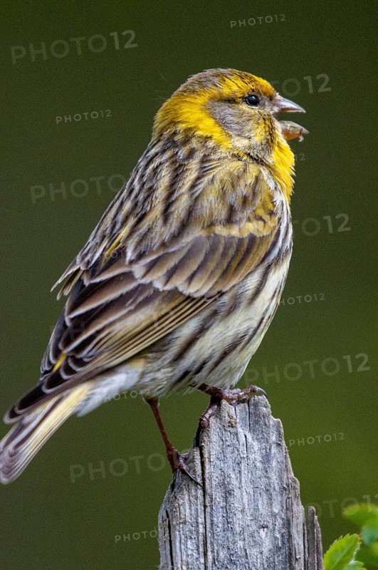European Serin, serine, serinus serinus, birds, garden, garden fence, song, high size, portrait format, male, passeri, singing, songbirds, birds