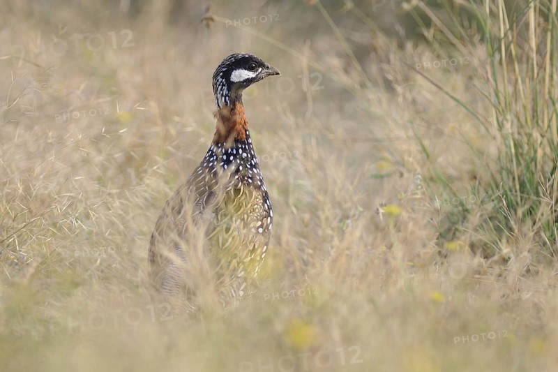 Black Francolin (Francolinus francolinus), India