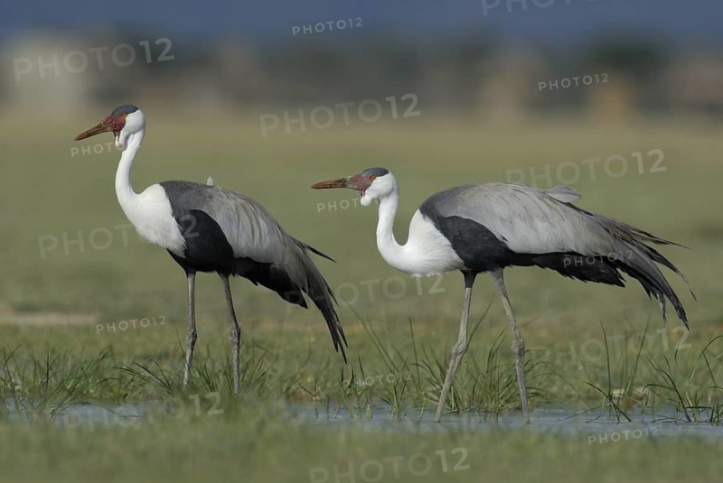 Wattled Crane (Grus carunculata), Ethiopia