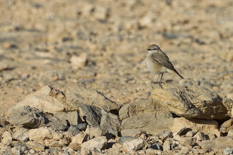 Red-tailed Wheatear (Oenanthe chrysopygia), Oman