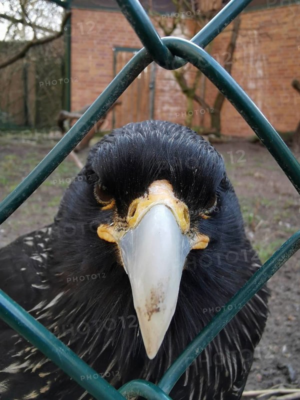 Close-up of a black Falkland caracara (phalcoboenus australis) in captivity behind a fence with a sharp gaze and distinctive beak, Tiergarten Berlin