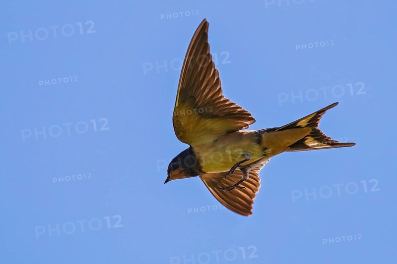 Barn Swallow (Hirundo rustica) juvenile flying, Baden-Wuerttemberg, Germany