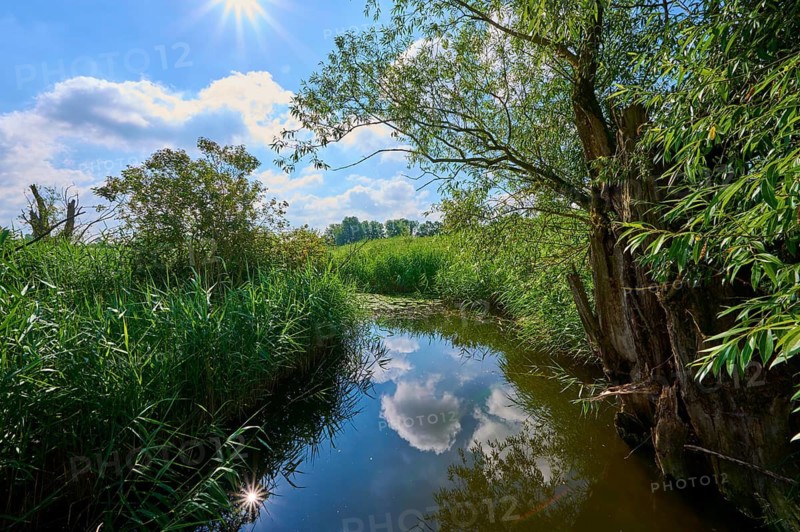 River landscape with dense reeds and trees on the shore, under a sunny sky with white clouds reflecting in the water, summer, Altmühlsee, Muhr am See, Bavaria, Germany