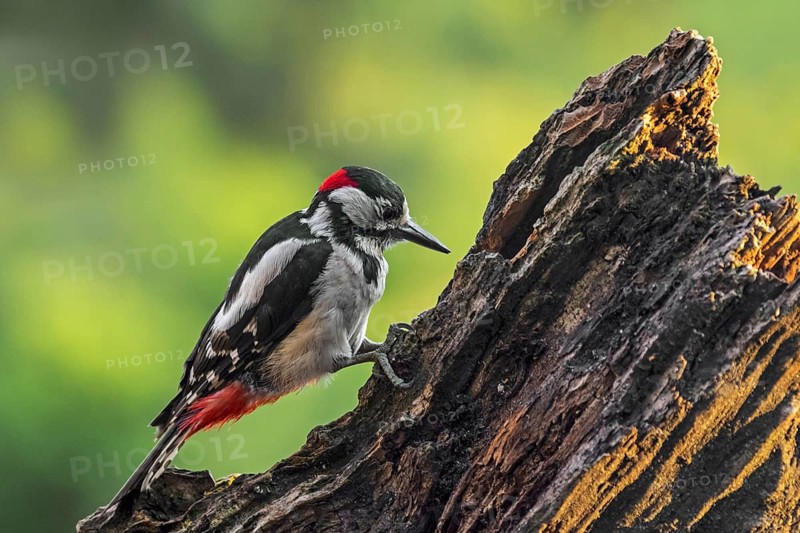 Great spotted woodpecker (Dendrocopos major), greater spotted woodpecker male hammering on tree stump