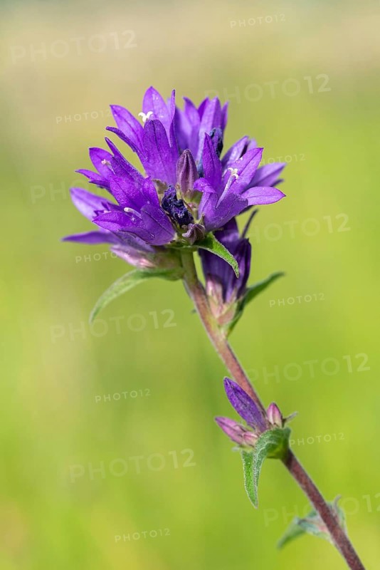 Bell flower, campanula glomerata, campanulaceae, bellflower family, ball bellflower, flora, high size, vertical format, plants, plants