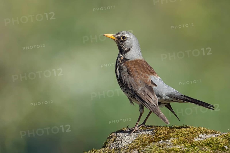 Fieldfare (Turdus pilaris), North Rhine-Westphalia, Germany