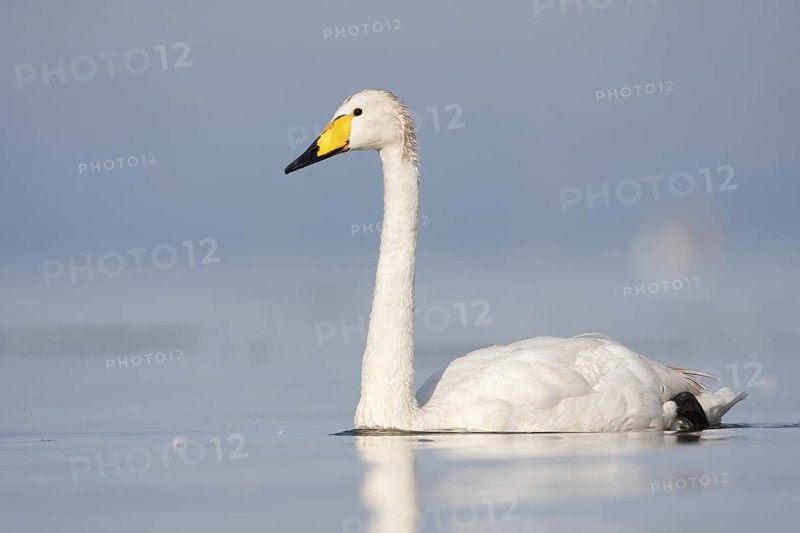 Whooper Swan (Cygnus cygnus), Baden-Wuerttemberg, Germany