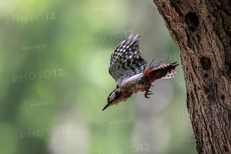 Great spotted woodpecker (Dendrocopos major), taking off, Emsland, Lower Saxony, Germany