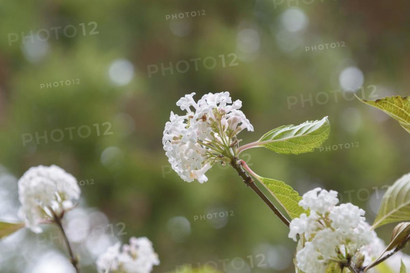 Fragrant snowball (Viburnum farreri)