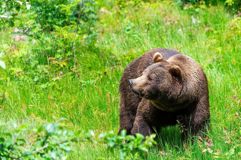Eurasian brown bear (Ursus arctos arctos) standing between bushes, Bavarian Forest, Bavaria, Germany