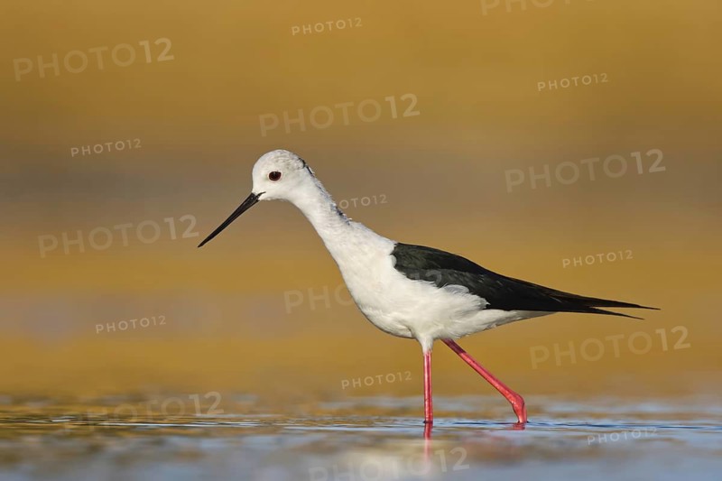 Black-winged Stilt (Himantopus himantopus) male foraging, North Rhine-Westphalia, Germany