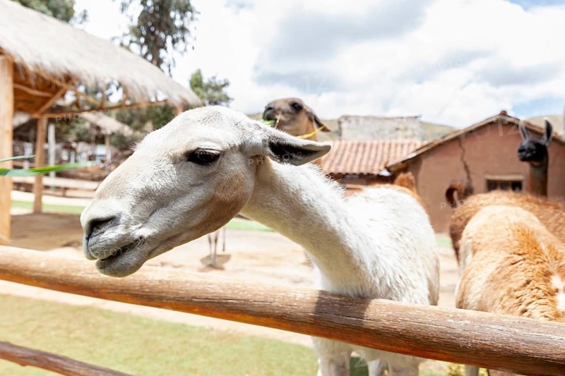 Alpaca and Llama Farm, near Cusco, Peru