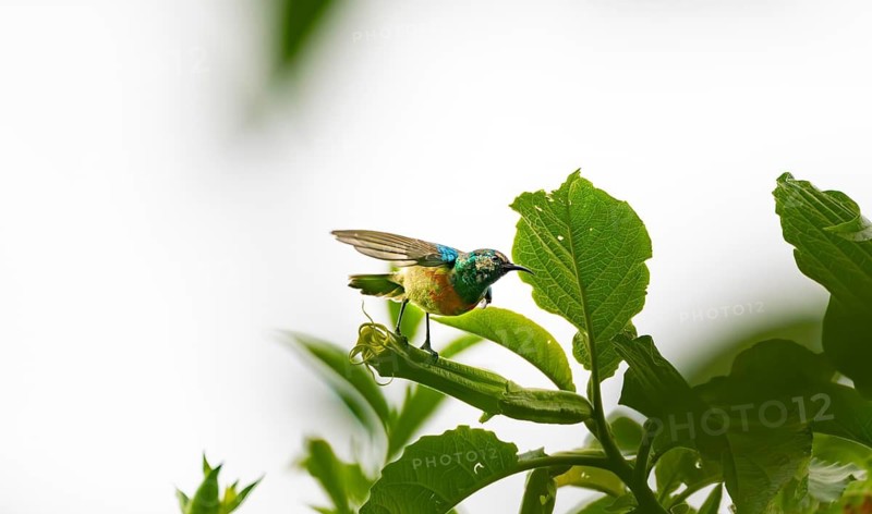 Olive-bellied Sunbird (Cinnyris chloropygius), male sitting on a leaf, Mgahinga Gorilla National Park, Western Region, Uganda