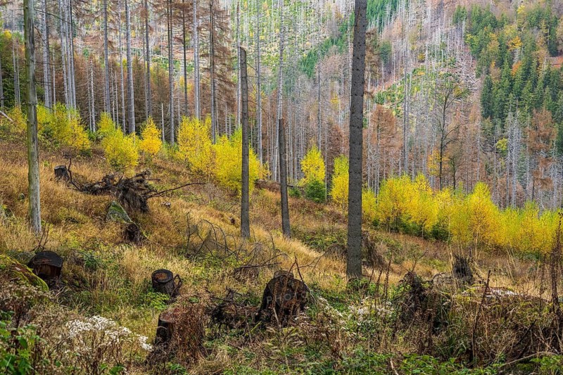 Autumn forest in the Ilsetal in the Harz Mountains, Ilsenburg, Saxony-Anhalt, Germany