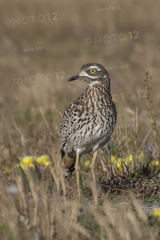 Kaptriel (Burhinus capensis), South Africa