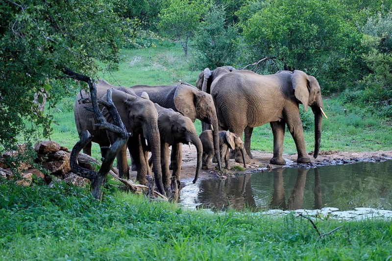 African elephant (Loxodonta africana), adult, calves, herd, by the water, drinking, Kruger National Park, Kruger National Park, South Africa