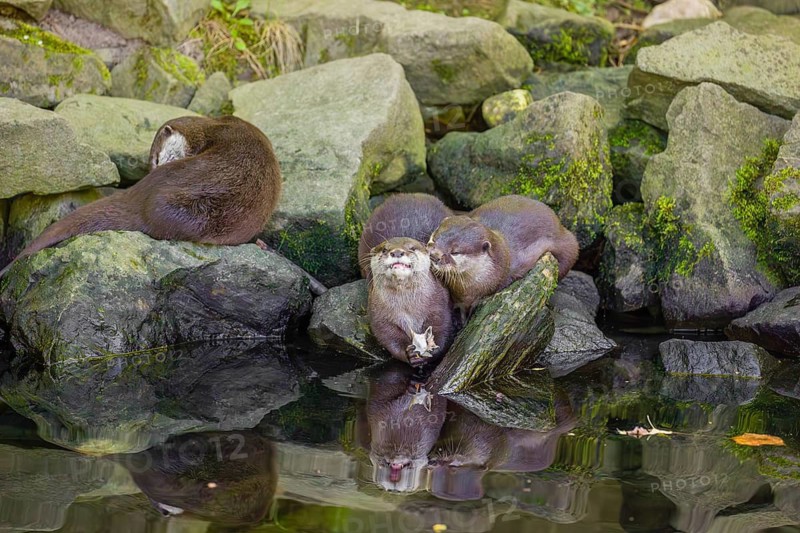 Three oriental small-clawed otter or Asian small-clawed otter (Aonyx cinerea) are standing on a rocky shore, one of them is eating a fish The otters are reflected in the smooth water