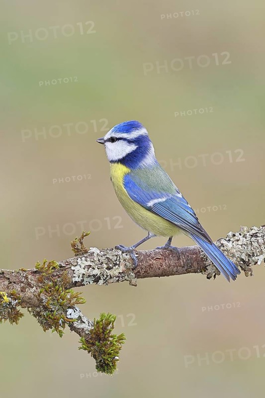 Blue Tit (Parus caeruleus), perched on a branch covered in lichen, Wilnsdorf, North Rhine-Westphalia, Germany