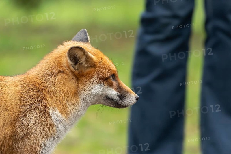 Red fox (Vulpes vulpes) adult animal in a public park with a person in the background, England, United Kingdom