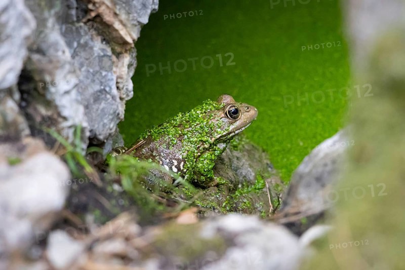 A toad sits in a pond on a rock in Majorca in the La Reserva nature park Park, La Reserva Park, Majorca, Spain