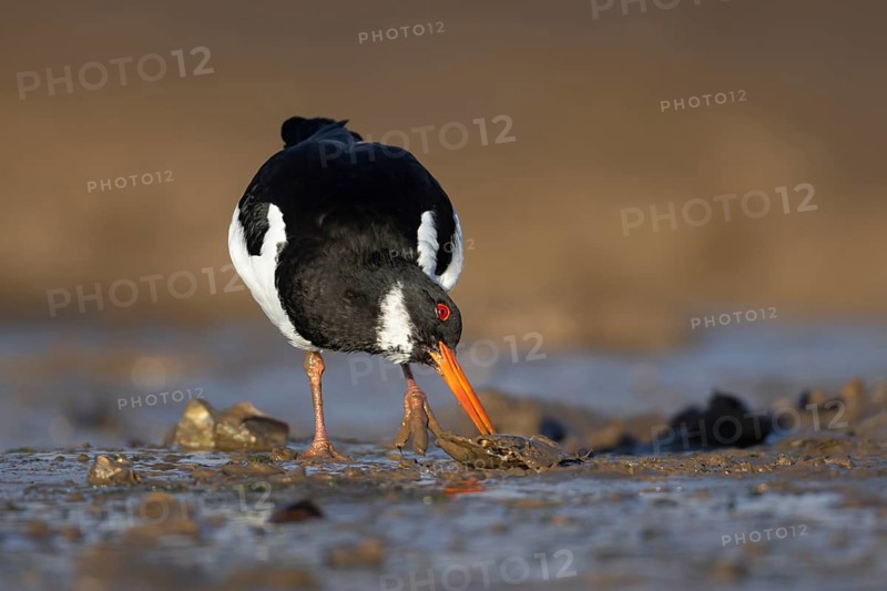 Eurasian oystercatcher (Haematopus ostralegus) adult wading bird feeding on a mussel shell on a shoreline, England, United Kingdom