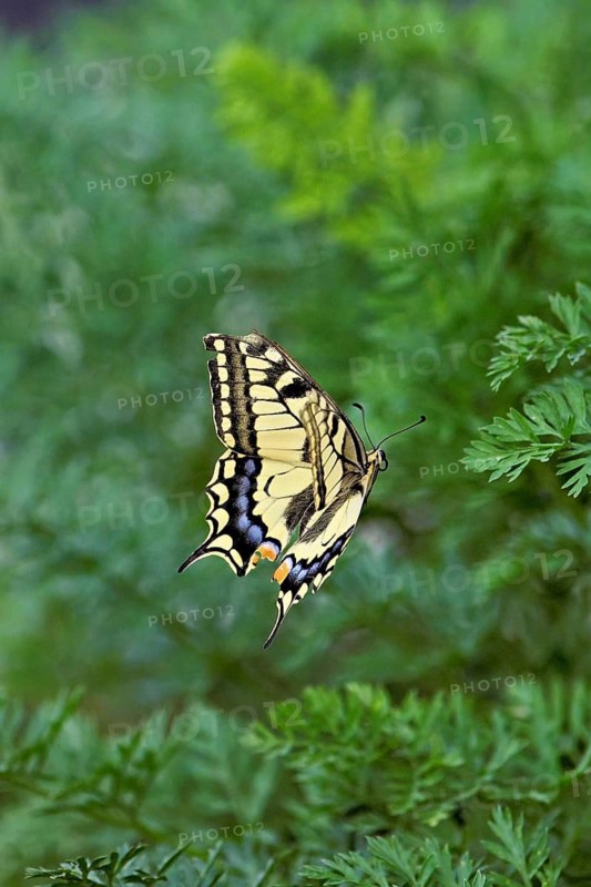 Swallowtail (Papilio machaon), approaching carrot weed (carrot herb), a food source for the caterpillars, Meienberg, Canton of Aargau, Switzerland