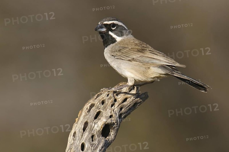 Black-throated Sparrow (Amphispiza bilineata), Arizona, USA
