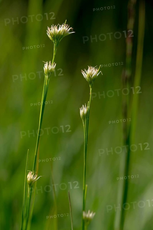 Cyperaceae, Rhynchospora Alba, Sour Grass, White Beak, White Beak Ried, Flora, High Size, Portrait, Plants, White Beak-Sedge