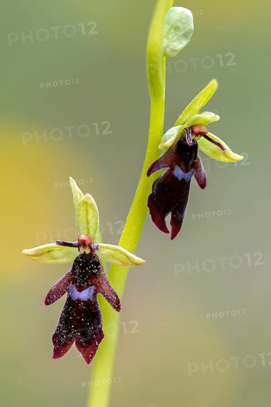 Fly ragwort, ophrys insectifera, orchidaceae, orchids, orchid, flora, fly orchid, high size, vertical format, plants, plants