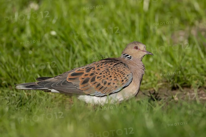 European turtle dove (Streptopelia turtur) adult bird on grassland, England, United Kingdom