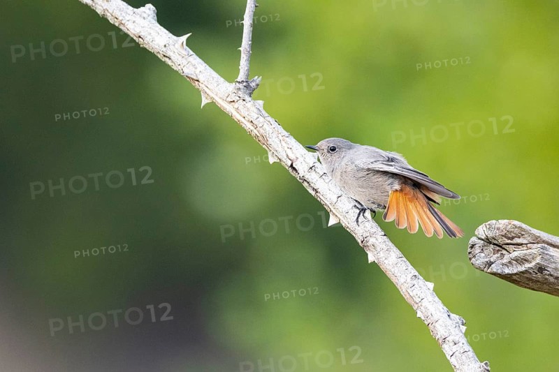 Black redstart (Phoenicurus ochruros) Germany