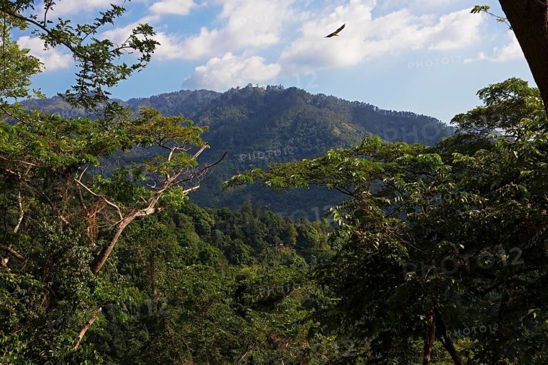 Densely overgrown hills in Blue and John Crow Montains National Park, Portland Parish, Saint Mary Parish, Saint Andrew Parish, Saint Thomas Parish, Jamaica, West Indies, Caribbean, Central America