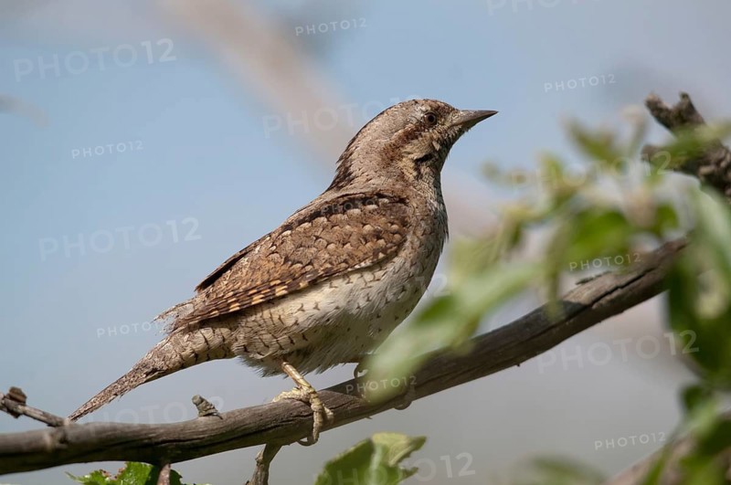 Brandenburg, Germany, Jynx Torquilla, Nabu project, national natural heritage, Grünhaus natural paradise, Wendehals, Wryneck, post-mining landscape, birds, green house, piciforms, woodpeckers, birds, woodpecker