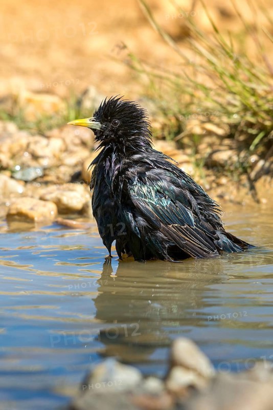 Star, Starling, Sturnus Vulgaris, Bath, Bird Bath, Birds, High Size, Portrait, Passeri, Songbirds, Potions, Birdbath, Birds, Watering Place