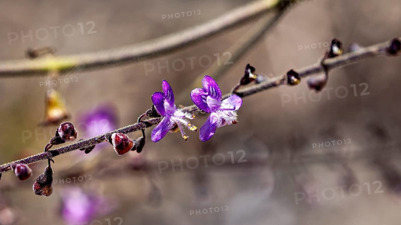 Close-up of purple flowers on a twig against a soft, blurred background, creating a delicate and tranquil atmosphere, purple flowers of the Bahia milk-vetch (Polygala comosa) in Bahia, Brazil
