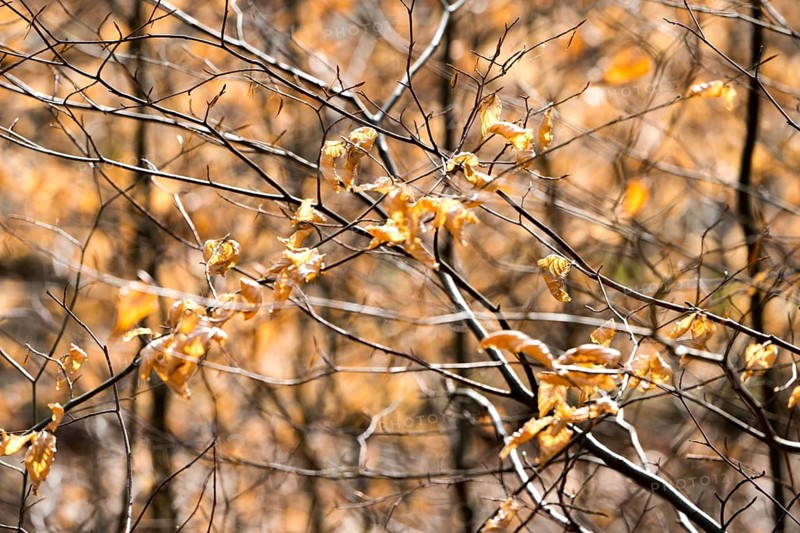 Details, Primeval forest Urwald Sababurg, Hofgeismar, Weser Uplands, Weserbergland, Hesse, Germany