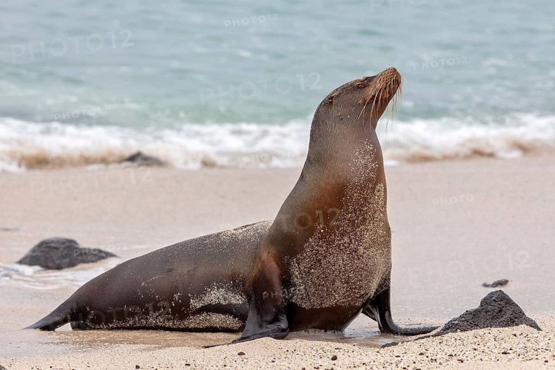 Sea lions (Zalophus wollebaeki), San Cristobal, Galapagos, Ecuador