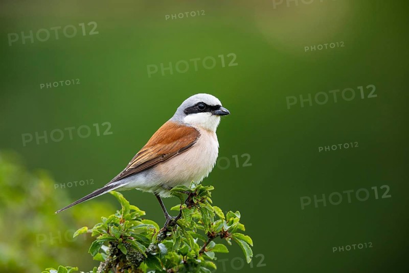 Red-backed shrike (Lanius collurio) ml Germany