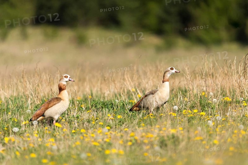 Alopoch aegyptiacus, Egyptian goose, Nile goose, Anatidae, birds, duckbirds, goose, geese, birds, waterbirds, waterbirds