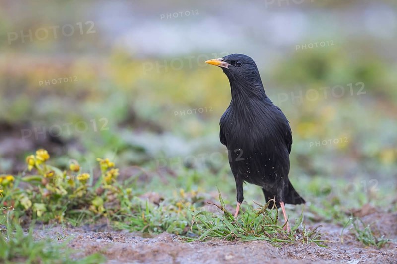 Spotless Starling - Einfarbstar - Sturnus unicolor, Morocco, adult
