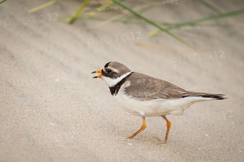 Ringed Plover (Charadrius hiaticula), male, beach, Houvig, North Sea, Denmark