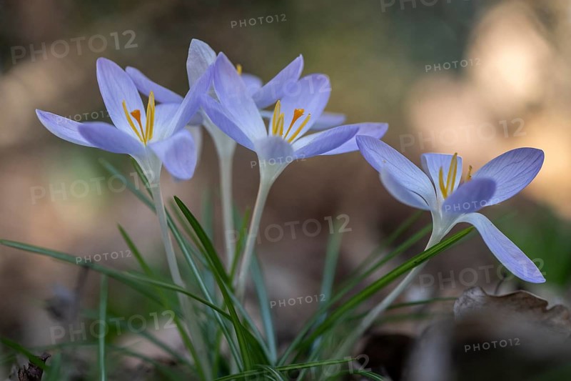 Elf crocus (Crocus tommasinianus), Emsland, Lower Saxony, Germany