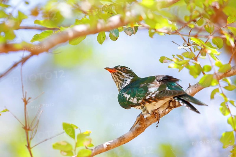 Golden cuckoo, Afrotropical species, family of golden cuckoos, cuckoo, (Chrysococcyx caprius), Wadi Darbat, Salalah, Dhofar, Oman
