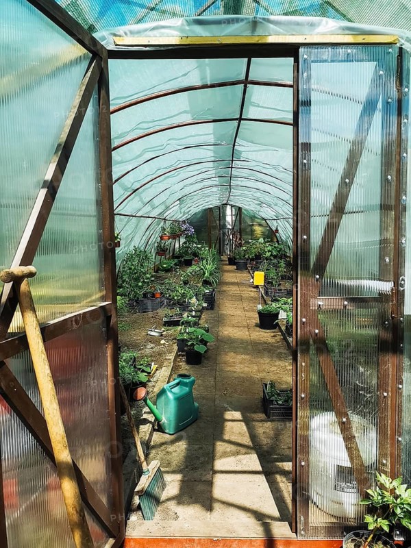 Flower seedlings, watering cans and garden tools through the open door of the greenhouse, A sunny greenhouse filled with various plants and gardening tools, creating a nurturing and peaceful atmosphere