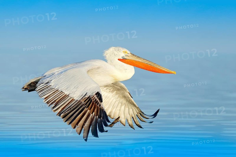 Bird landing to the blue lake water. Bird fly. Dalmatian pelican, Pelecanus crispus, landing in Lake Kerkini, Greece. Pelican with open wings. Wildlife scene from European nature