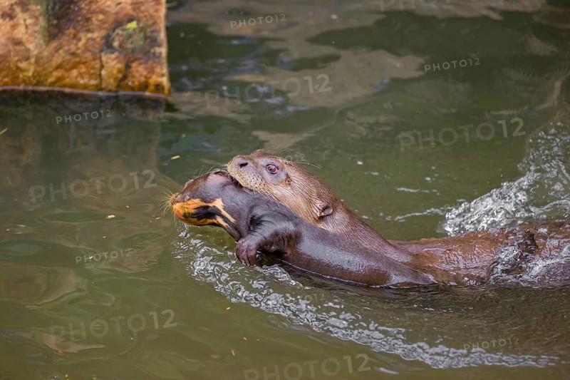 An adult giant otter or giant river otter (Pteronura brasiliensis) swims in a small river carrying a 2-month-old young around in its mouth