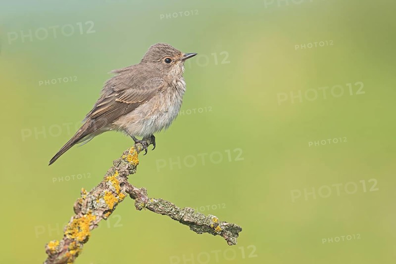 Spotted Flycatcher (Muscicapa striata) perched on a branch, Aosta Valley, Italy