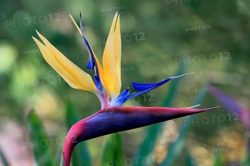 Bird of paradise flower (Strelitzia reginae), flower, in bloom, Kirstenbosch Botanical Gardens, Cape Town, South Africa