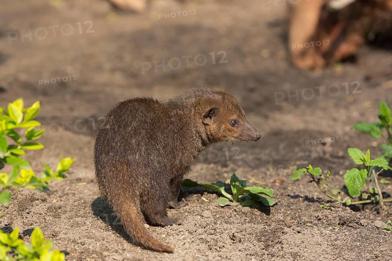 One common kusimanse (Crossarchus obscurus), also known as the long-nosed kusimanse, cusimanse or dwarf mongoose, walking over soil in bright sunshine. Some green plants around