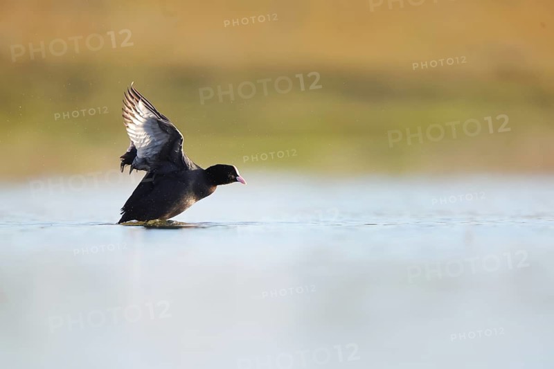 A serene image of a European coot gliding gracefully over the water in Puebla de BeleÃ±a, Spain. The bird elegant presence highlights the tranquility of the wetland landscape